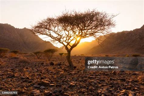 871 Fujairah Mountains Stock Photos, High-Res Pictures, and Images - Getty Images