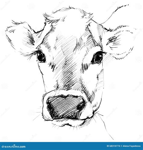 Cow Sketch. Dairy Cow Pencil Sketch. Stock Illustration - Image: 68310774