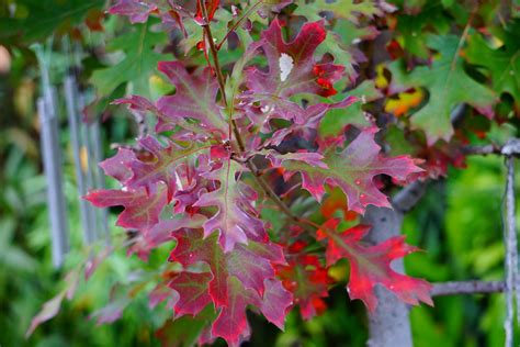 Oak tree fall colors! | Autumn trees, Fall colors, Color