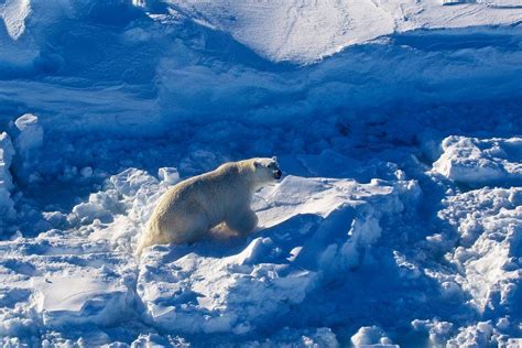 Polar bears at their Arctic Kingdom | Guide to Greenland