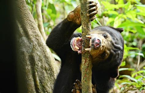 Sun Bear: World’s Smallest Bear Has Surprisingly Human Traits - Cool ...