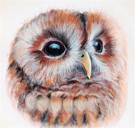 Owl Drawings Color