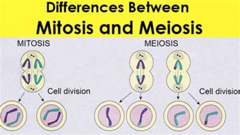 Difference between mitosis and meiosis