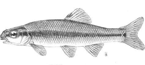 Bluntnose minnow - Facts, Diet, Habitat & Pictures on Animalia.bio