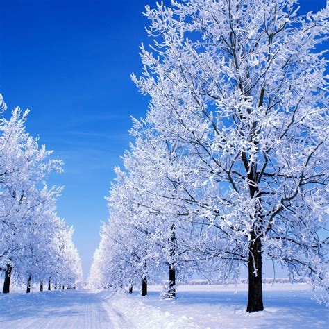 Snowy Scene Wallpaper - WallpaperSafari