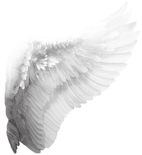 Angel Wings PNG (Overlays) 5 by agusrockforlife on DeviantArt