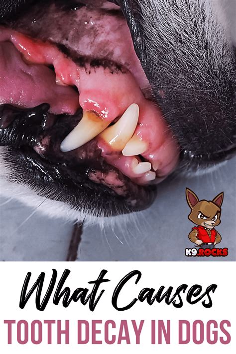 What Causes Tooth Decay In Dogs? - K9 Rocks