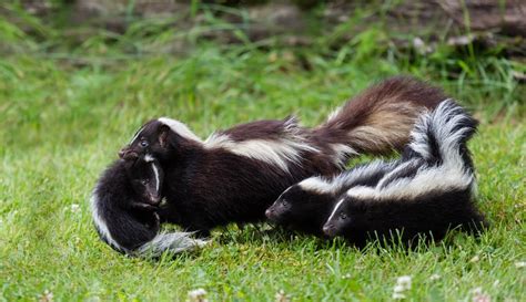 Skunk removal Bradford - Icon Pest - Pest & Wildlife Control Services