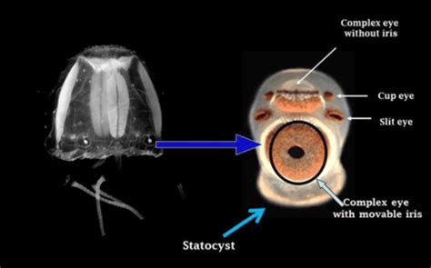 Do Box Jellyfish have Eyes? | Box Jellyfish Eyes