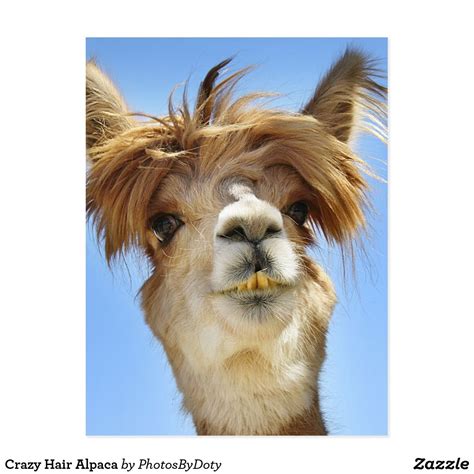 Crazy Hair Alpaca Postcard | Zazzle | Crazy hair, Hair humor, Animal wallpaper