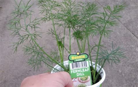 How to Grow Dill in Containers Step by Step • New Life On A Homestead