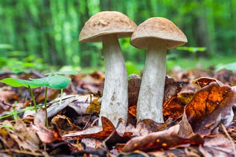 Two Edible Brown Mushrooms Leccinum Scabrum Grow in the Woods Stock Image - Image of leccinum ...