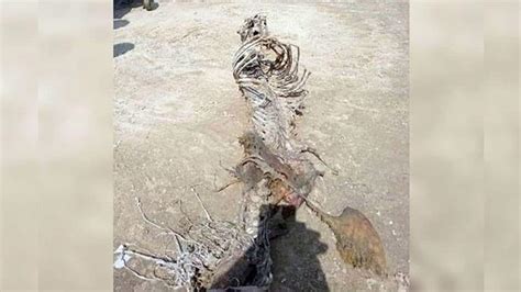 Rare images of mermaid skeleton found on beach in UK goes viral - See pics | News | Zee News