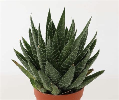 10 Best Low Light Succulents For Growing Indoors