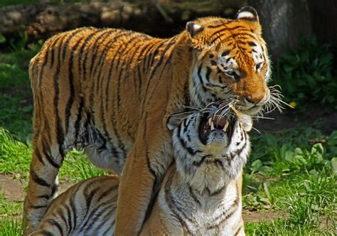 Mating Tigers