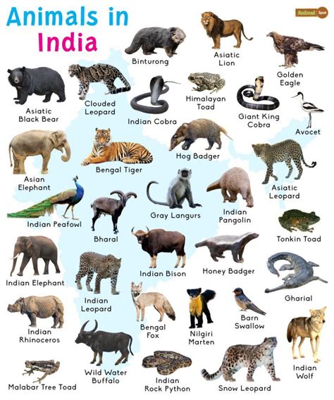 Animals in India: List and Facts with Pictures