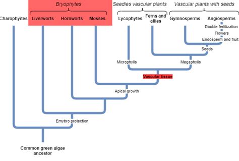 What are the functions of rhizoids? | Quizlet