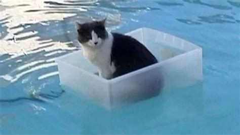 Cats Playing in Water Compilation - YouTube