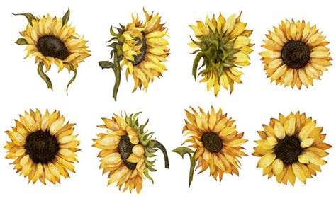 Sunflower Pictures Clip Art | Best Flower Site