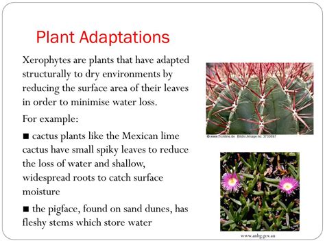 PPT - Unit: A Local Ecosystem Topic 7 : Adaptations PowerPoint Presentation - ID:1965221