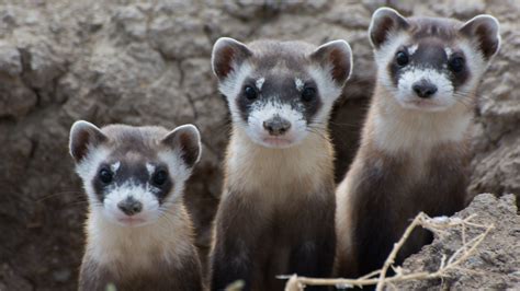 What a Special Black-footed Ferret Can Teach Us About Conservation Success • The Revelator