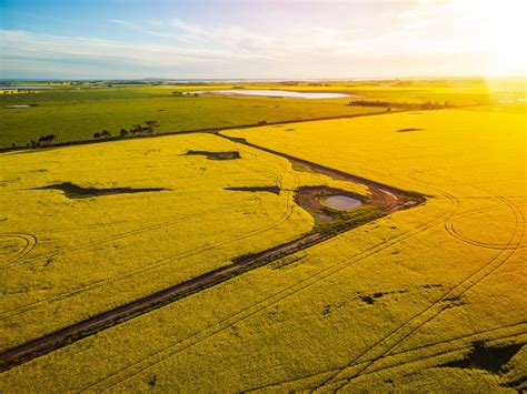 Beautiful canola field at sunset in Australia – aerial view | Aerial view, Aerial, Photo