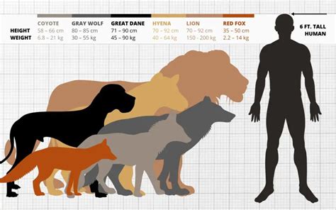 Wolf Size Comparison: How Big Are Wolves Vs Dogs, Humans…?