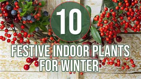 Indoor Plants for Winter - 10 Festive Options | Indoor Gardening