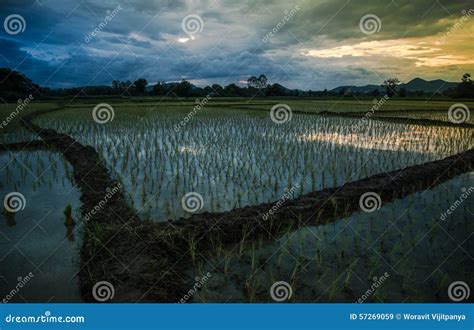 Rice fields sunset stock image. Image of crop, traditional - 57269059