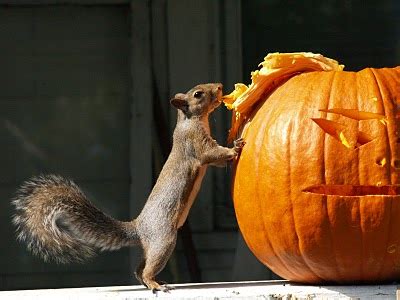 Snacking Squirrel: More Pumpkin, Please!