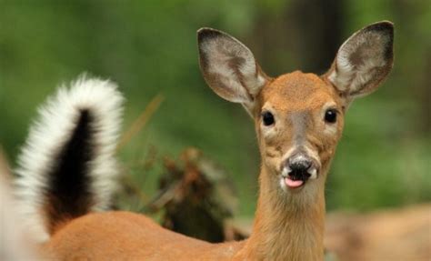 Blue Tongue Disease Taking Toll on Kentucky Deer: Could Texas Be Next?