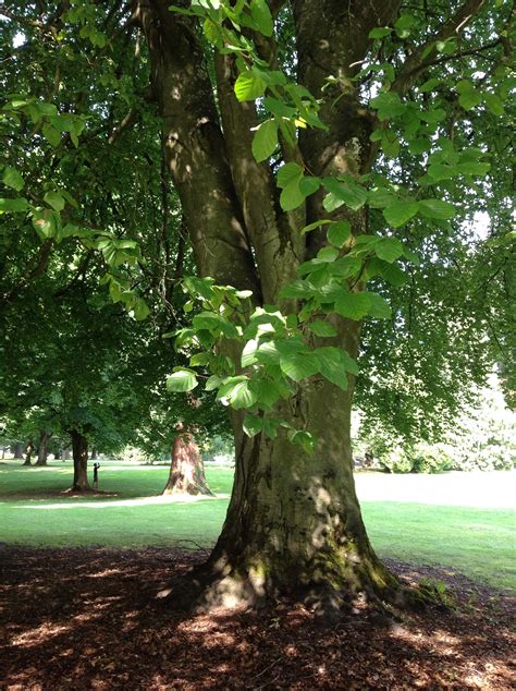 European Beech, Copper/Tricolor Beech | Trees of Reed