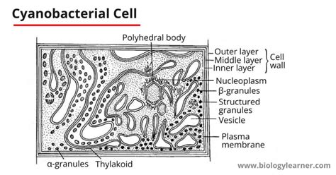 Cell Structure of Cyanobacteria