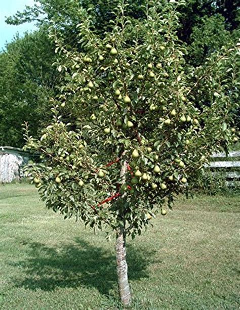 Pyrus communis 'Bartlett' Poirier commun 'Bartlett' - Les Plantations Létourneau