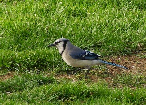 Female blue jay - we have 1 | Blue jay, Bird watching, Birds