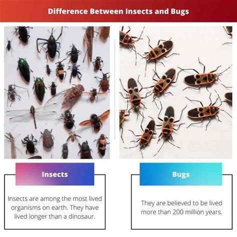 Insekten vs. Käfer: Unterschied und Vergleich