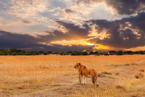 11 Animals That Live in the Savanna