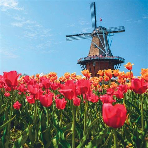 Tulip Time Festival In Holland, Michigan: The Best Things To See And Do | Holland michigan tulip ...