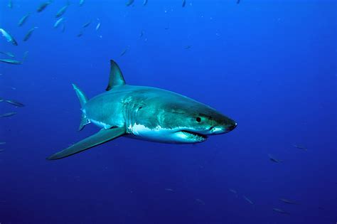 20 Facts on Great White Shark Vs. Tiger Shark - Animals Around The Globe