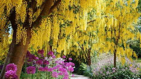 Top 13 Flowering Trees for Small Gardens – Grow Beautifully