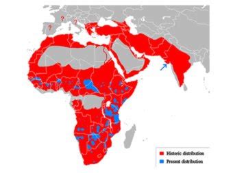 Map Shows Former Lion Habitat Versus Their Current Range