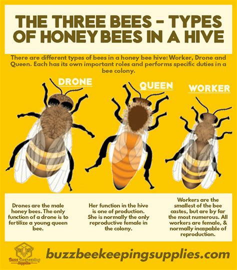 The Three Bees - Types of honey bees in a hive - Buzz Beekeeping Supplies