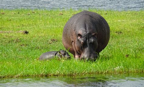 Mother-with-Baby-hippo | Hippoworlds