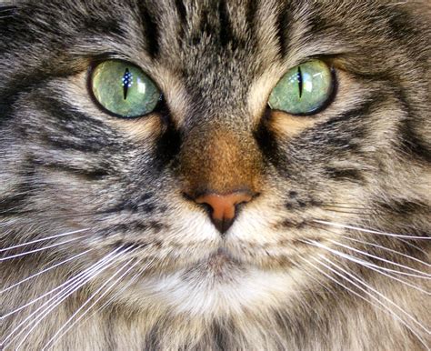 Can A Cat's Eyes Change Color? Find Out More About Your Cat's Eyes