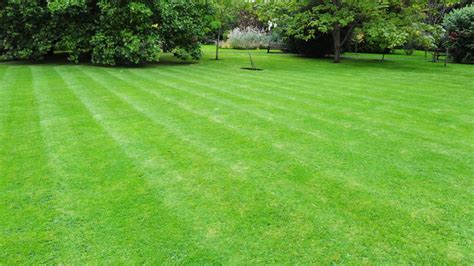 Care Tips for Your Bermuda Grass | Turf Masters Lawn Care