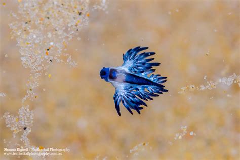 Glaucus marginatus / Glaucilla marginata : r/PicsOfUnusualSlugs