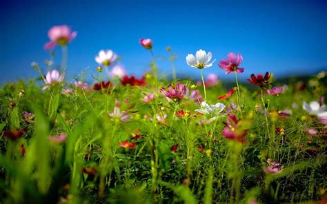 Beautiful Summer Flowers Wallpaper / Hd Wallpapers Desktop Wallpaper Summer Flowers Beautiful ...