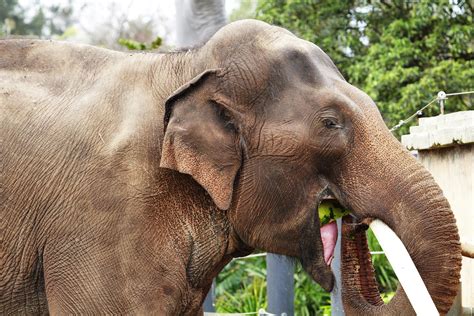 Asian Elephant | Animal Wildlife