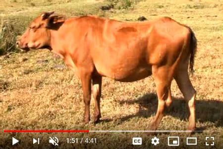 Donkey Mating Cow Video - All About Cow Photos