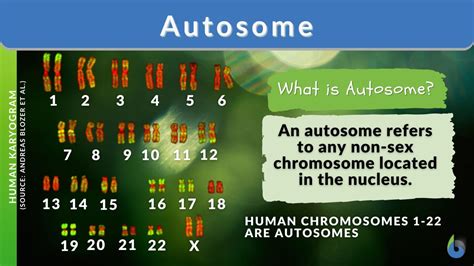 Autosome - Definition and Examples - Biology Online Dictionary